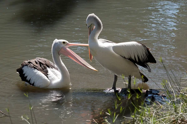 Die Australischen Pelikane Teilen Sich Nahrung — Stockfoto