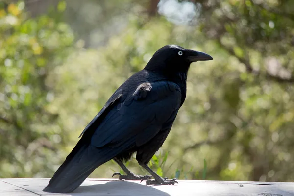 Der Australische Rabe Ist Ein Schwarzer Vogel Mit Einem Weißen — Stockfoto