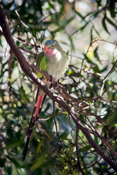 Princess Parrot Hiding Tree — Stock Photo, Image