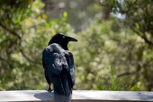 这只澳大利亚乌鸦是一只长着白眼的黑鸟 — 图库照片