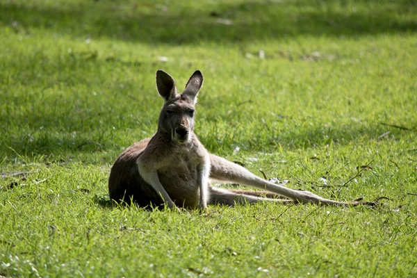 Red Kangaroo Largest Kangaroos — Stock Photo, Image