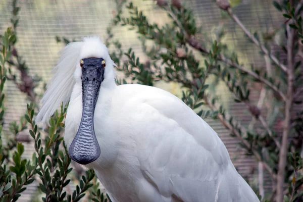 Spoonbill Real Tem Corpo Branco Grande Conta Preta Que Parece — Fotografia de Stock