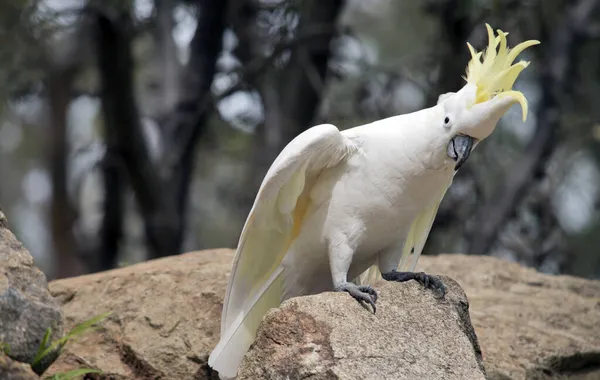 硫磺烤鹦鹉是一种白色的鸟 它有一个黄色的顶冠 它栖息在岩石上 — 图库照片