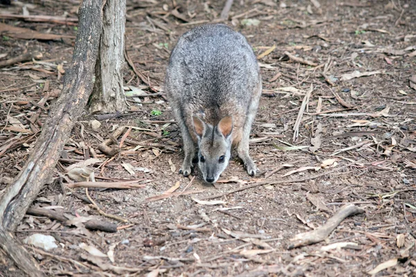 Tammar Wallaby Small Sumsupial Grey Tan White Chest — стоковое фото