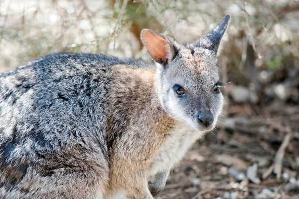 Dies Ist Eine Nahaufnahme Eines Tamar Wallabys — Stockfoto