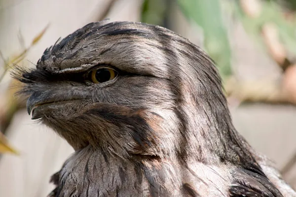 Dit Een Zijaanzicht Van Een Tawny Kikkerbek — Stockfoto