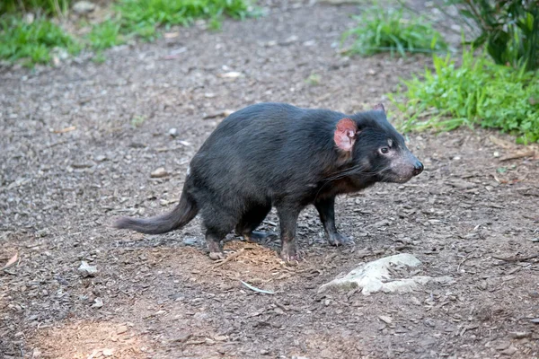 Diavolo Della Tasmania Nero Con Una Zona Rosa Intorno Naso — Foto Stock