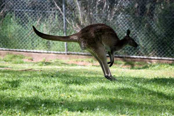 Western Grey Kangaroo Mainly Brown Grey Chest — Stock Photo, Image