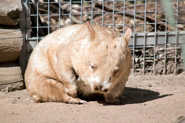 Este Wombat Nariz Peluda Dorada — Foto de Stock