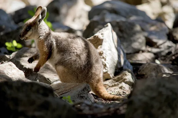 Joven Wallaby Patas Amarillas Está Escalando Las Rocas — Foto de Stock