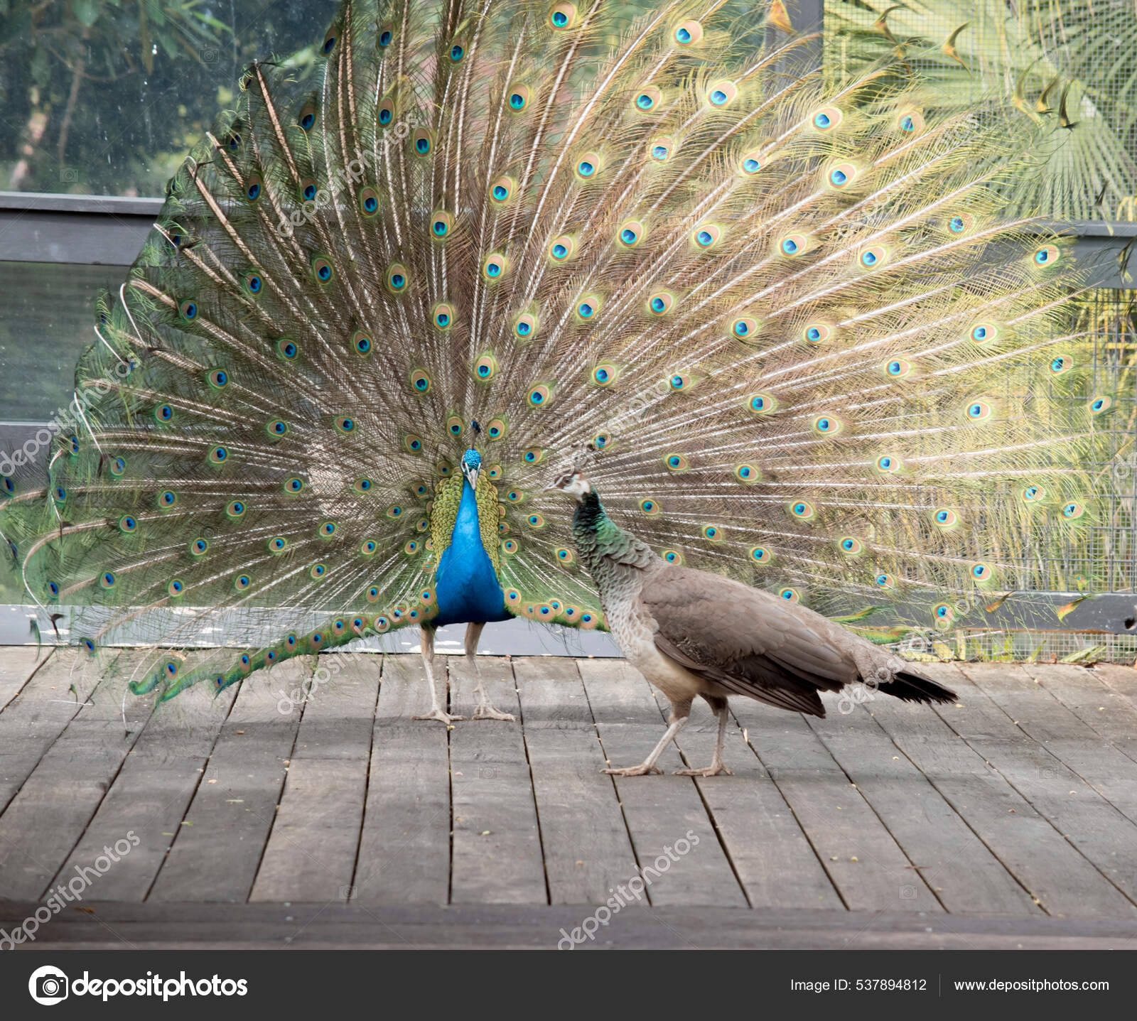 Free Trial Will Peacock Be Free Peacock Android Free Trial Peacock