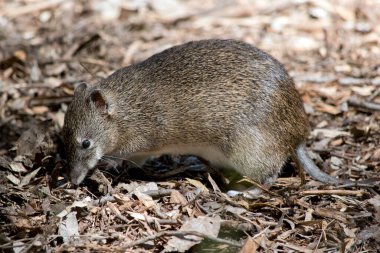Güneyli kahverengi haydut, uzun sivri burunlu, orta büyüklükte bir keseli hayvandır.