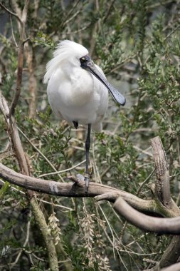 Kraliyet kaşığı, kaşık şeklinde siyah gagası olan büyük beyaz bir kuştur.