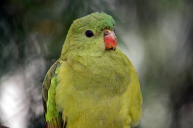 Dişi vekil papağan açık yeşildir.