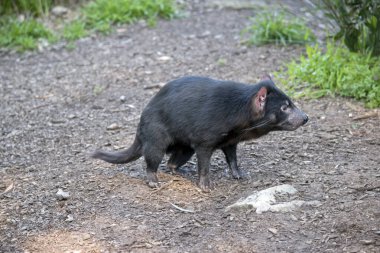 Tazmanya Canavarı, burnunun etrafında pembe bir bölge ve kulaklarında pembe bir köpekle siyah renktedir. Göğsünde beyaz bir şerit var..