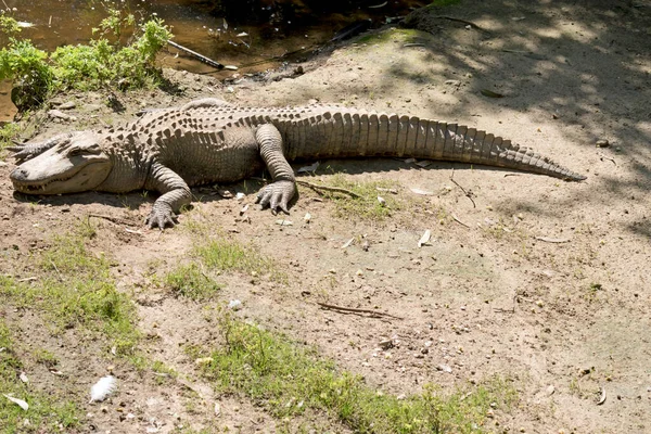 Alligatore Pericoloso Grande Rettile Con Denti Affilati Che Affoga Sua — Foto Stock