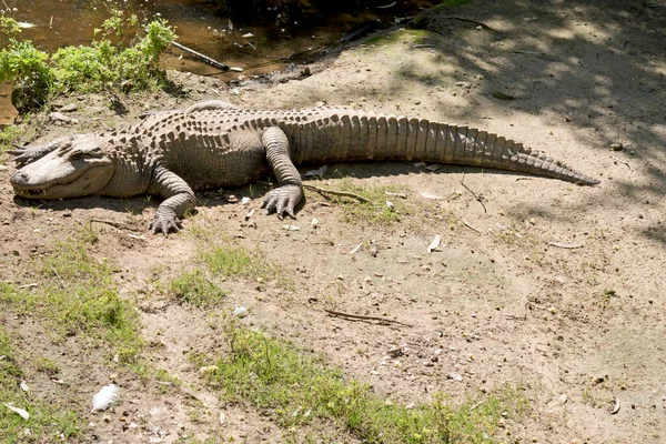 Caimán Peligroso Reptil Grande Con Dientes Afilados Que Ahoga Presa —  Fotos de Stock