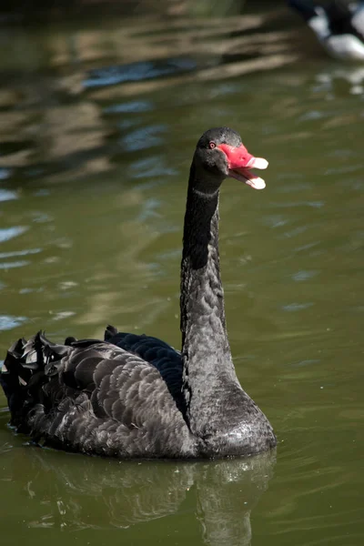 Black Swan Black Water Bird Red Yellow Beak Red Eyes — Stock Photo, Image