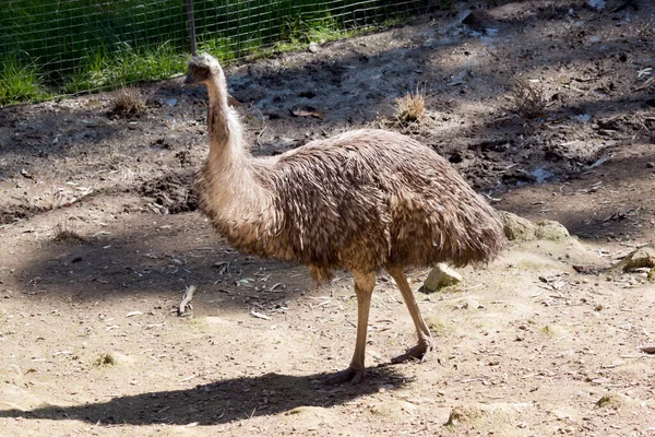 Emu Ias Grande Uccello Senza Volo Che Una Velocità Massima — Foto Stock