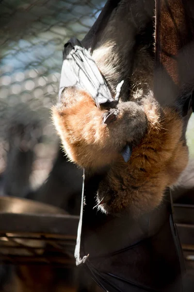 the fruit bat has black wings, brown shoulders and body and a grey head