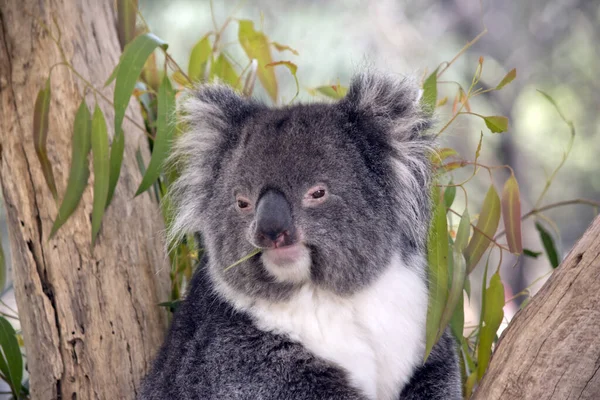 Koala Marsupiale Grigio Bianco — Foto Stock