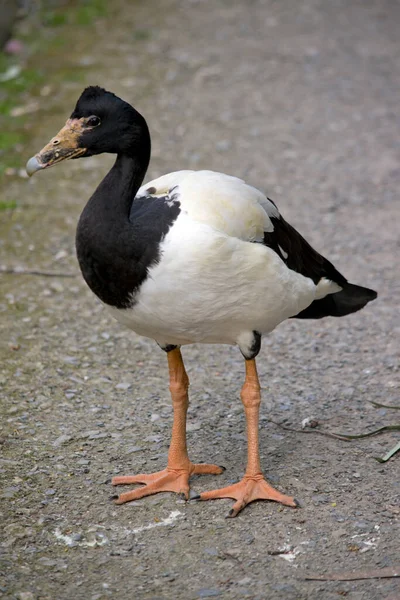 カササギのガチョウはオレンジのくちばしと脚を持つ黒と白の鳥です — ストック写真