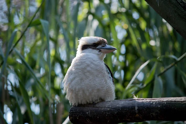 Der Lachende Kookaburra Hat Einen Überwiegend Weißen Vogel Mit Braunen — Stockfoto