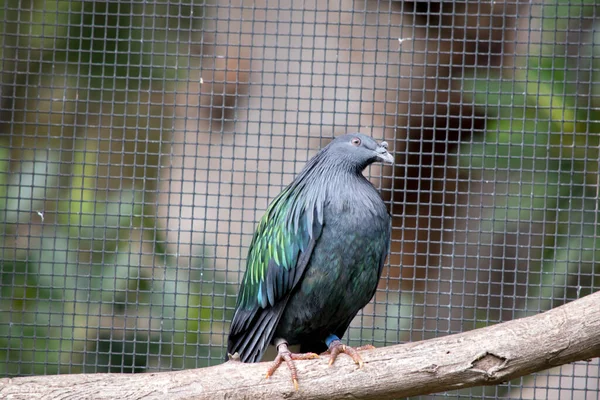 Paloma Nicobar Una Paloma Negra Con Plumas Verdes Amarillas Brillantes —  Fotos de Stock