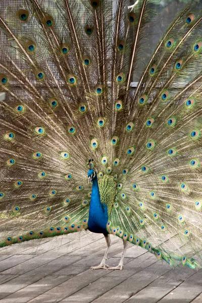 Pavo Real Tiene Cuerpo Azul Brillante Una Larga Cola Que — Foto de Stock