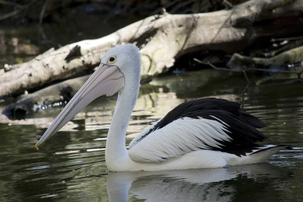 Der Australische Pelikan Schwimmt Einem See — Stockfoto