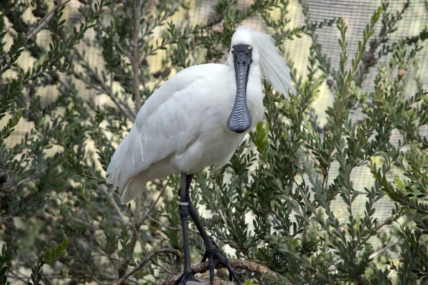 Espátula Real Tiene Gran Cuerpo Blanco Pico Negro Que Parece —  Fotos de Stock