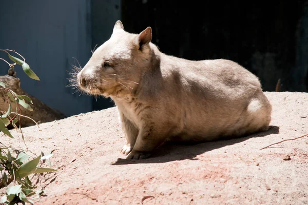 Southern Hairy Nosed Wombat Light Tan White Chest — Stock Photo, Image