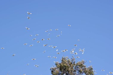 Sukphur kakadusu sarı armalı beyaz bir kuştur.