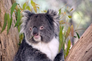 Koala gri ve beyaz bir keseli.