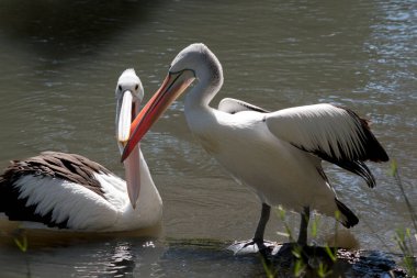 Avustralyalı pelikanlar yemek paylaşıyor.