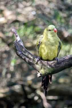 Dişi vekil papağanın turuncu gagalı yeşil bir vücudu var.