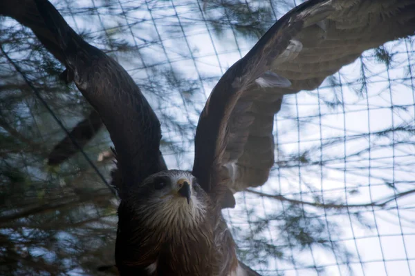 Black Kite Brown Raptor Which Catches Food Air — Stock Photo, Image