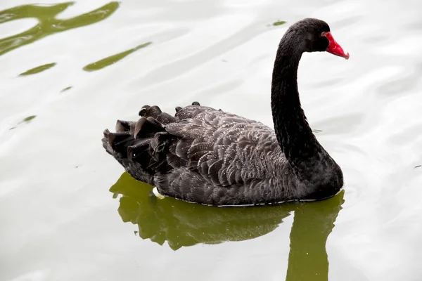 Zwarte Zwaan Heeft Een Rode Snavel Met Een Witte Streep — Stockfoto