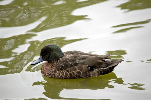 Pato Teal Castaño Macho Tiene Una Cabeza Verde Bidy Marrón — Foto de Stock