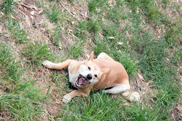 Złoty Dingo Kładzie Się Przeżuwając Kość — Zdjęcie stockowe