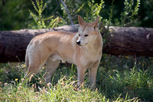 Golden Dingo Golden Brown Dog Roams Outback — Stock Photo, Image