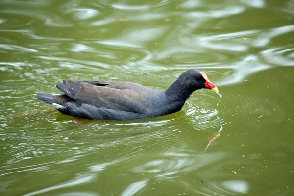 Das Dämmernde Moorehen Ist Ein Schwarzer Vogel Mit Rotem Kopfschild — Stockfoto