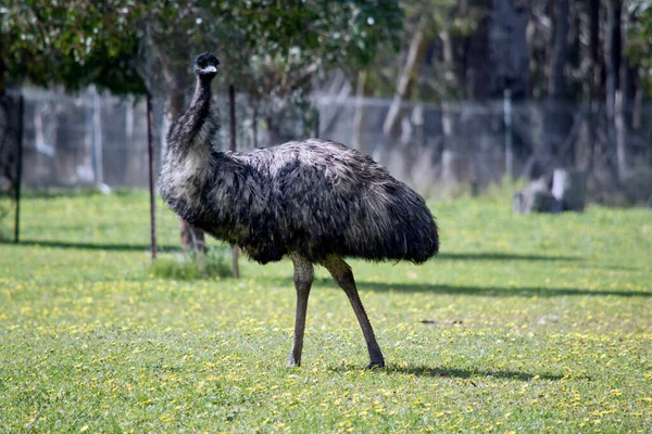 Australisk Emu Promenader Ett Fält — Stockfoto