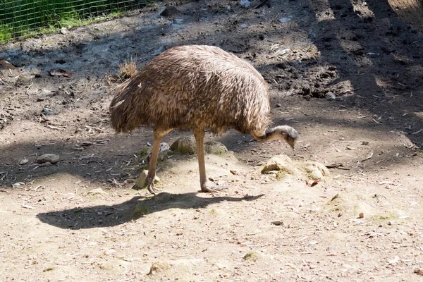 Jeune Emu Est Grand Oiseau Sans Vol — Photo