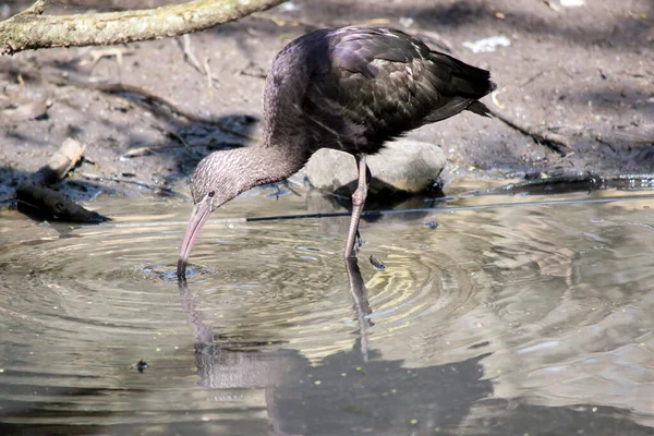Γυαλιστερό Ibis Έχει Λαμπερά Φτερά Στα Φτερά Του — Φωτογραφία Αρχείου