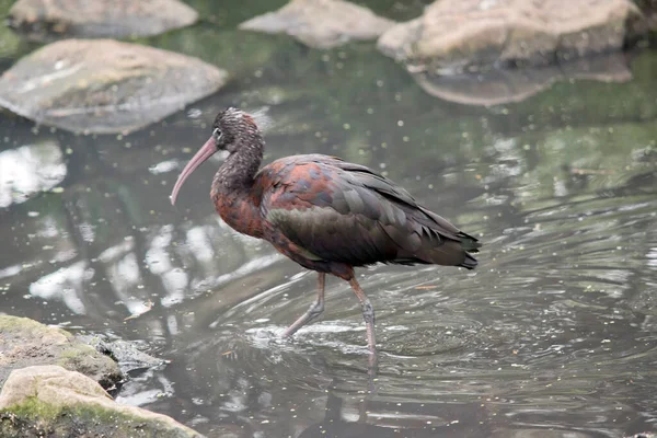 Γυαλιστερό Ibis Έχει Ένα Ροζ Νομοσχέδιο Και Γυαλιστερά Φτερά — Φωτογραφία Αρχείου