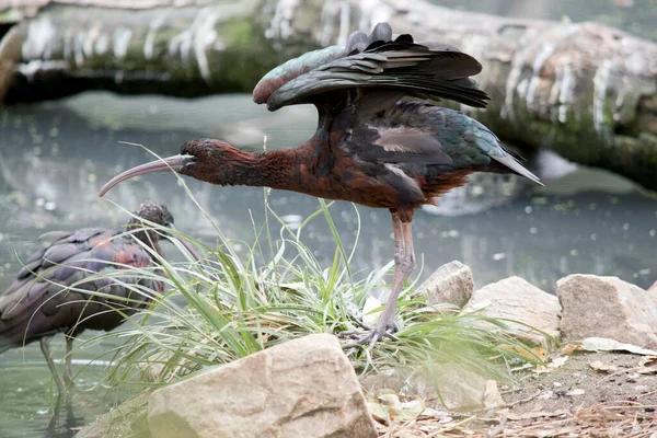 Het Glanzende Ibis Strekt Zich Uit Fladdert Met Vleugels — Stockfoto