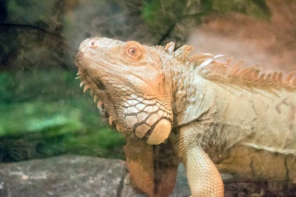 Bir Yeşil Iguana Yakın — Stok fotoğraf