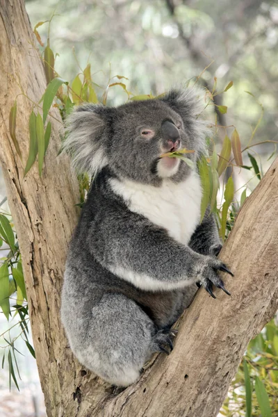 Koala Est Fourche Arbre Mangeant Des Feuilles Gomme — Photo