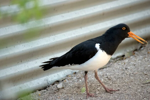 Oestervanger Heeft Een Oranje Oog Snavel — Stockfoto